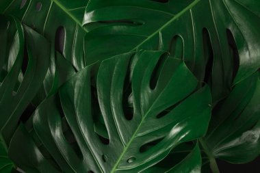 Yeşilli yeşil canavar arka plan dokusunu terk eder. Tropikal çiçek konsepti.