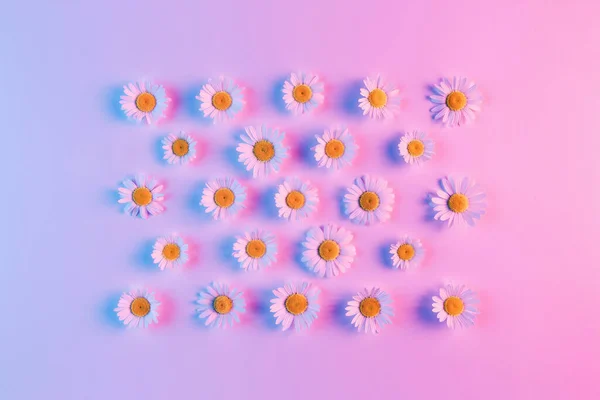 Motif Créatif Fleurs Camomille Dentelle Avec Une Lumière Colorée Flat — Photo