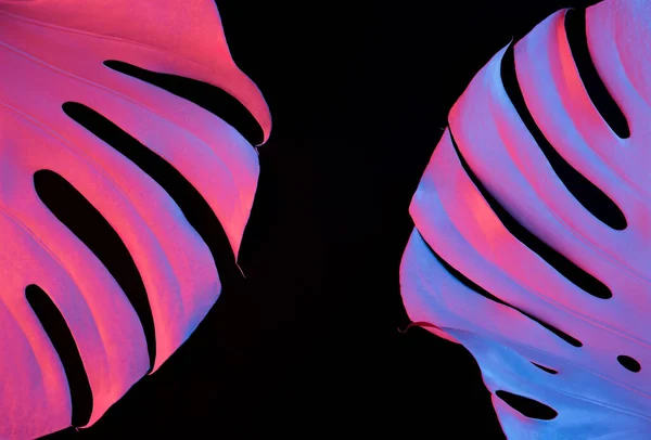 Вид Крупним Планом Два Листя Монстрів Освітлені Рожевим Фіолетовим Неоновим — стокове фото