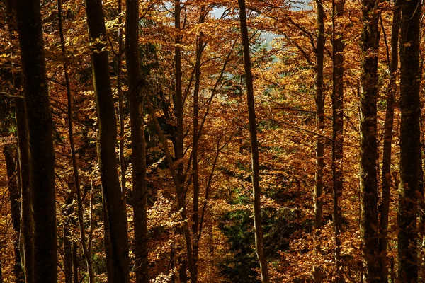 Muster Von Bäumen Mit Gelben Blättern Herbstwald Natürliche Saisonale Landschaft Stockbild