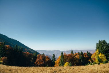 Renkli ağaçlarla bezenmiş, güz günü manzaralı bir panorama. Gökyüzü bomboş. Karpat Dağları, Ukrayna, Avrupa 'daki konum.