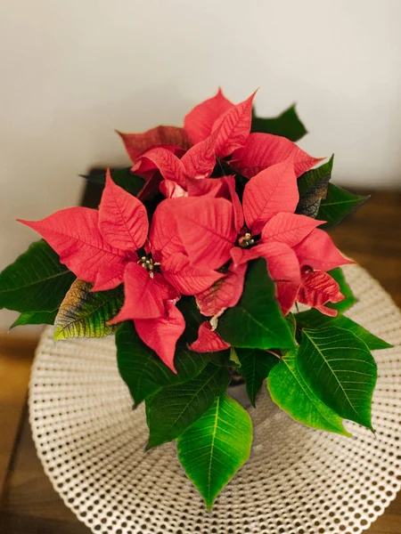 Christmas flower poinsettia on holiday interior — Stock Photo, Image