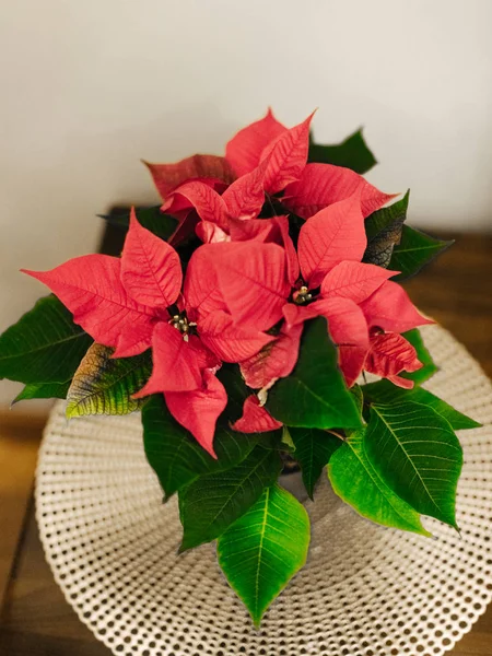 Fleur de Noël poinsettia sur l'intérieur des vacances — Photo