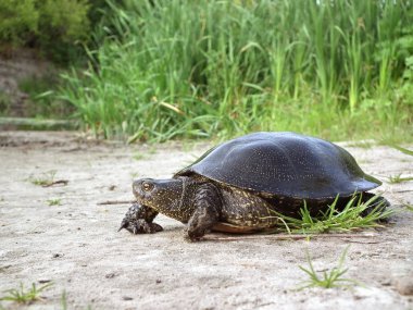 Nehir kaplumbağa. Sahilde dinlenme turtle. Kaplumbağa kum Nehri yakınında oturuyor. Ukrayna faunası.