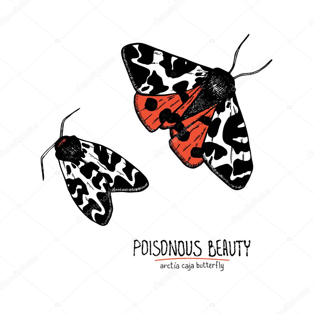 Vector handdrawn illustration of poisonous arctia caja butterfly with handdrawn text. Poisonous beauty