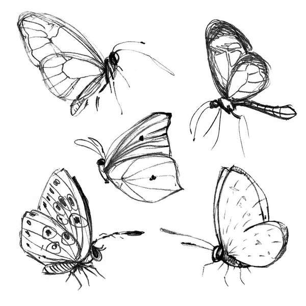Set Hand Drawn Butterflies — Stock Photo, Image
