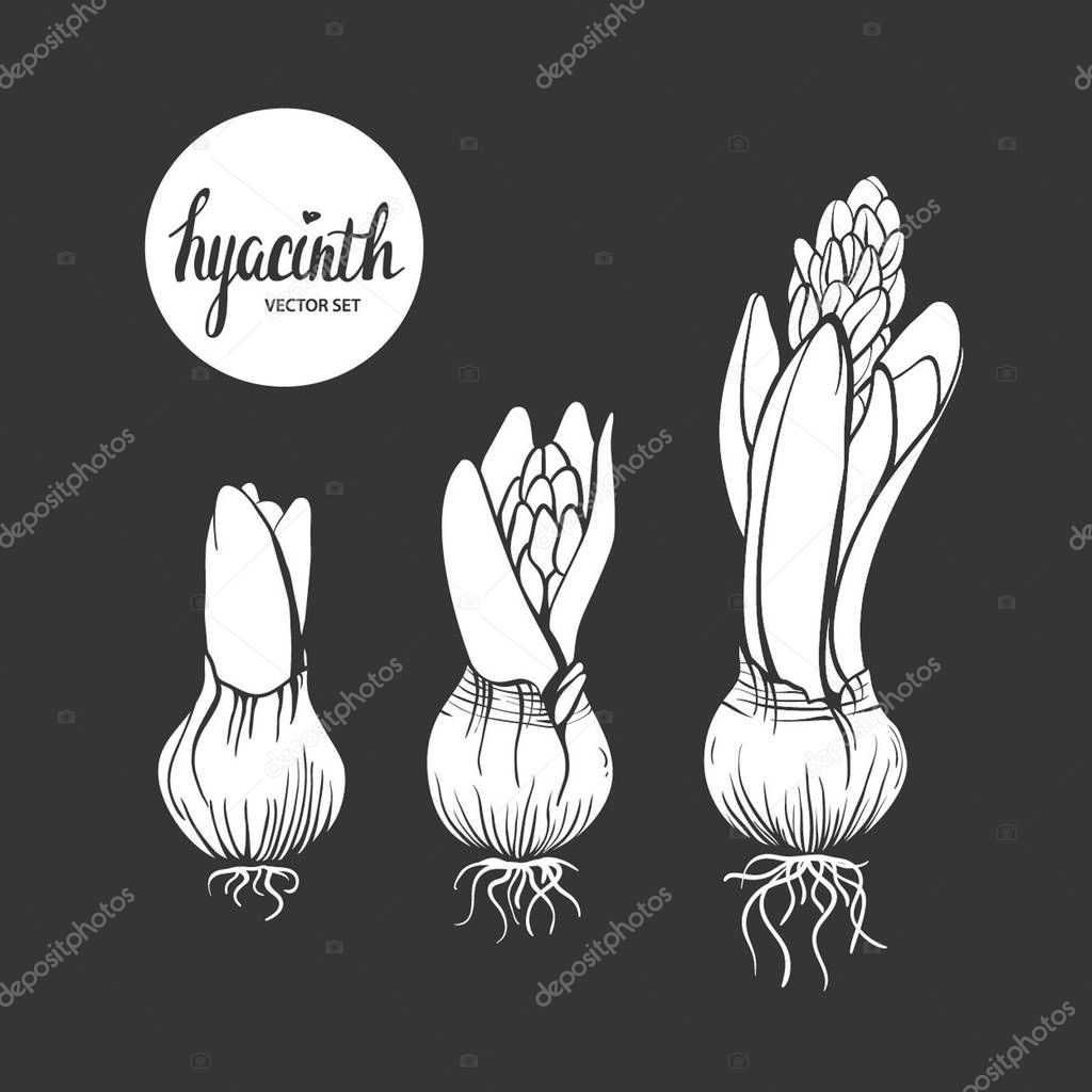 Vector illustration of hyacinth flower stages of growth. Botanical illustration.