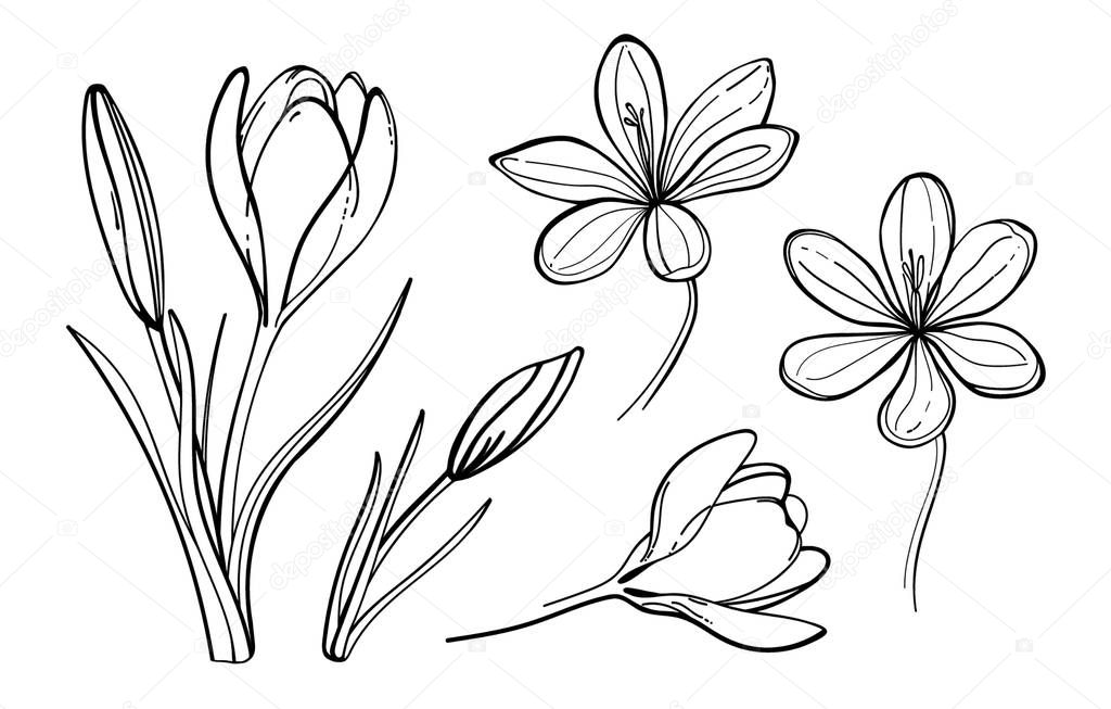 Set of vector crocus flowers