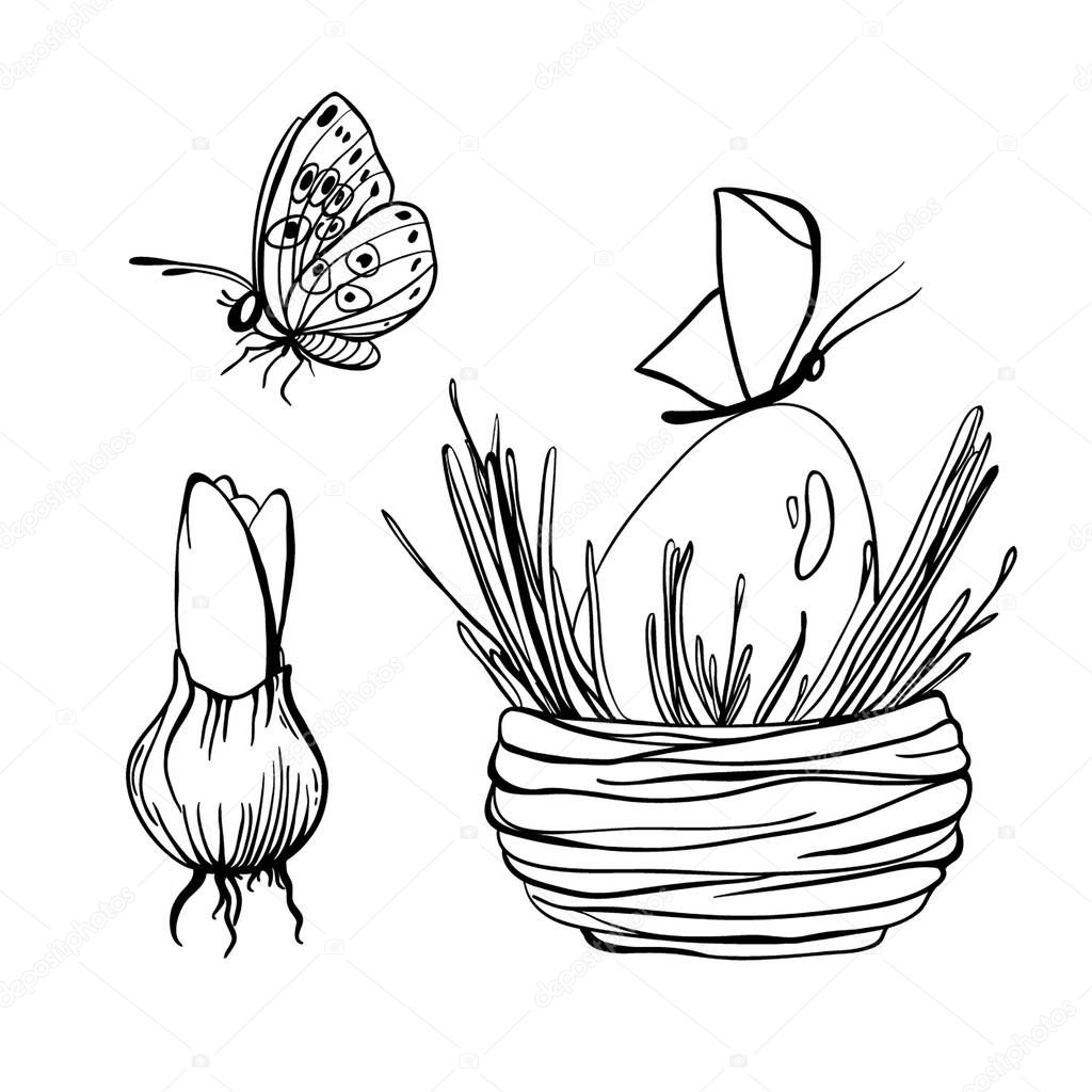 Set of engraving vector illustrations of hyacinthus bulb, butterfly and egg in nest. Spring collection. Easter collection