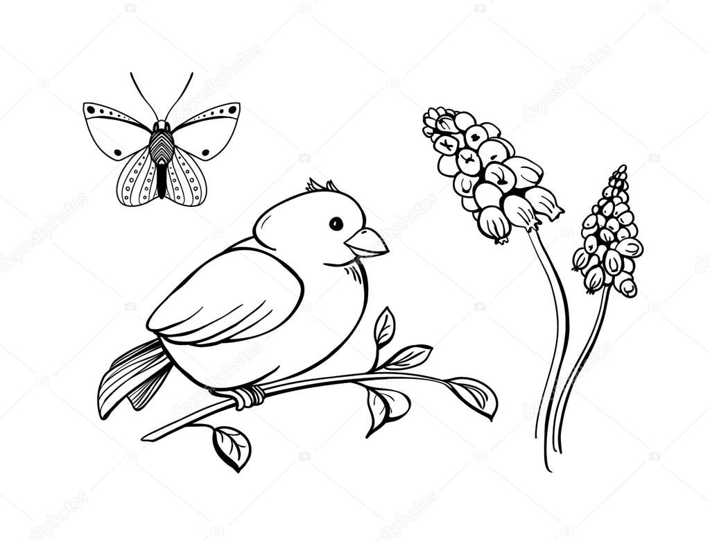 Spring collection. Vector engraving  illustration of butterfly, bird on the brunch and muscari flowers
