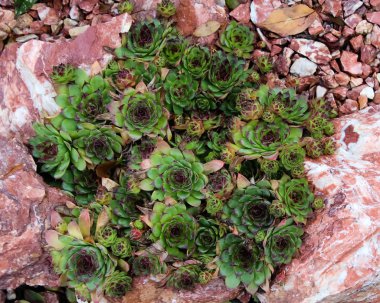 Düşük yeşil bitki çiçek yatakta kırmızı ve beyaz taşlarla süslenmiş