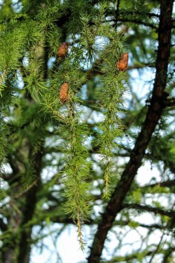 Açık havada koniler ile kozalaklı karaçam ağaç dalları