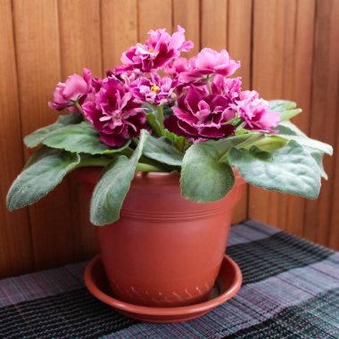 Mor bir saksı içinde