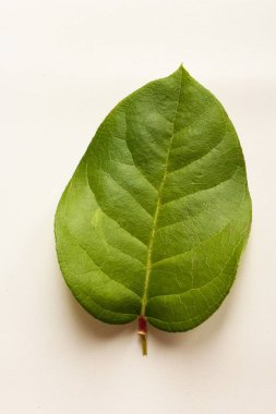 Yeşil yaprak beyaz masada