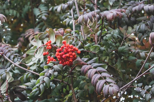 緑の紅葉とナナカマドの果実 — ストック写真