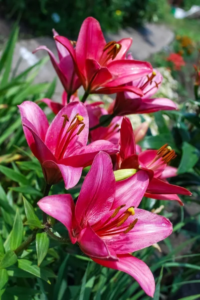 Roze Lelie Bloemen Bloeien Tuin — Stockfoto