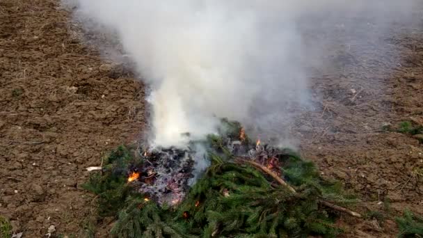 Fresh Branches Spruce Tree Burn Because Dried — Stock Video