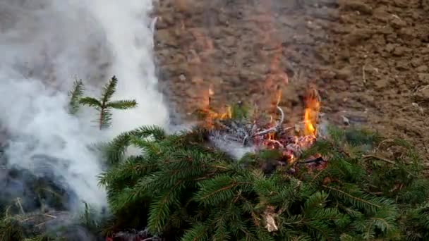Fresh Branches Spruce Tree Burn Because Dried — Stock Video