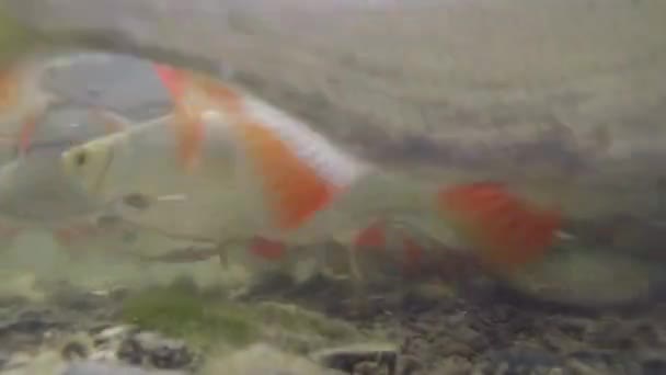 Kleine Fische Schwimmen Teich Unter Wasser — Stockvideo