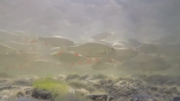 Kleine Fische Schwimmen Teich Unter Wasser — Stockvideo