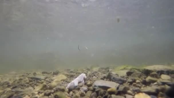 Kleine Fische Schwimmen Teich Unter Wasser — Stockvideo