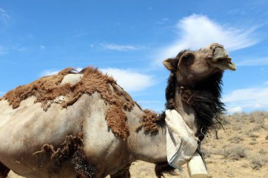 Deve. Eski püskü. Hayvan. Fauna. Çöl gemisi. Kardır. Dromedary. Çöl.