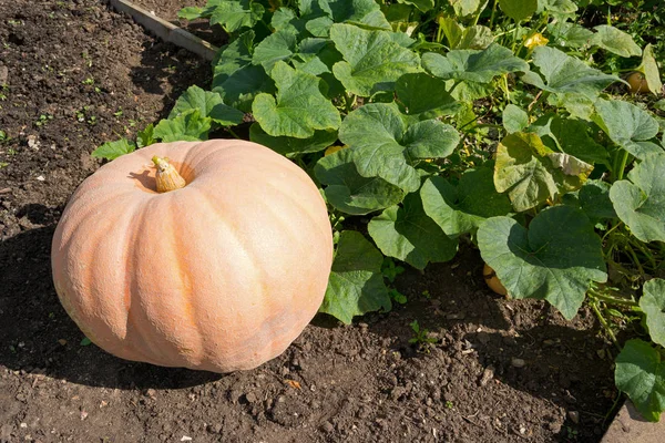 Fully grown pumpkin on a vegetable patch - variety is Giant Pumpkin