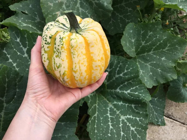 Person holding an acorn squash against squash plant leaves