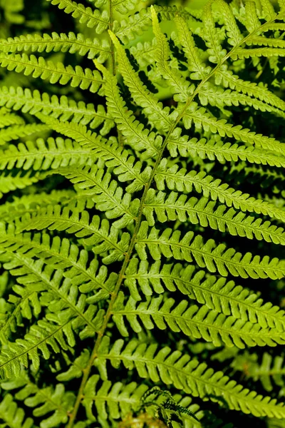 自然の背景 鮮やかな緑のシダの葉 — ストック写真