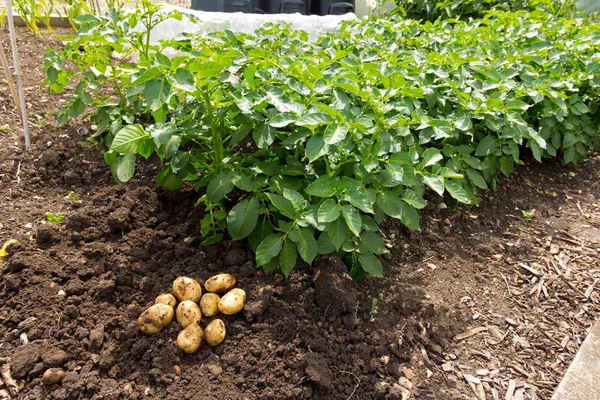 Potato Harvest - variety is Home Guard