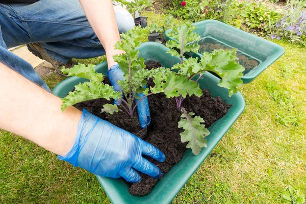 Planting kale plants in to a garden container