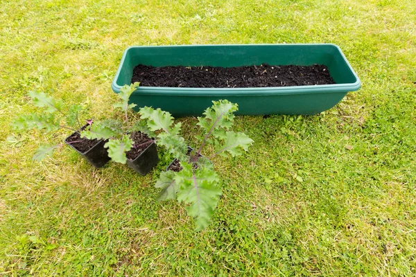 Young kale plants and garden container filled with soil