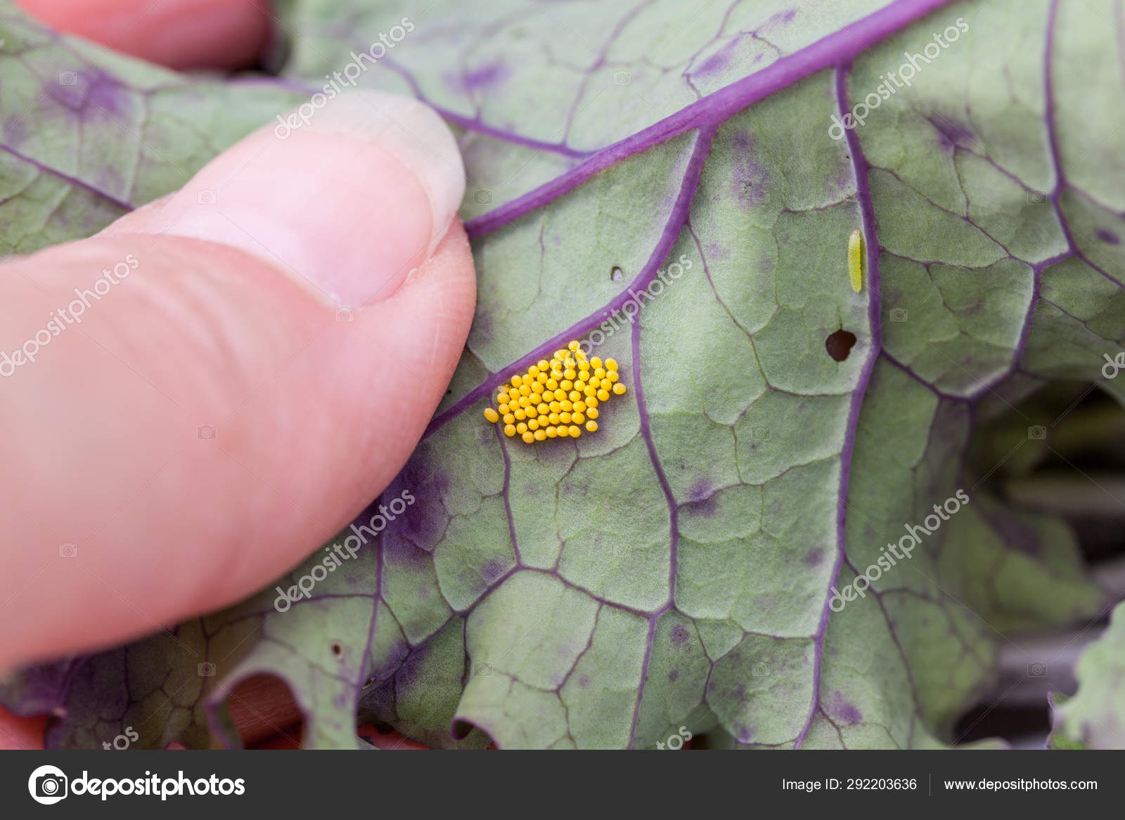 Batch Cabbage White Butterfly Eggs Kale Leaf Caterpillar Background