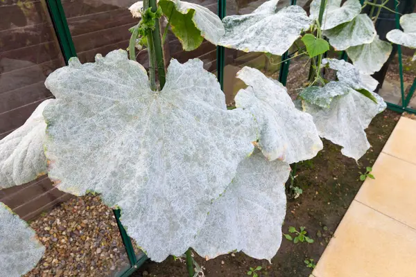 Powdery mildew that has turned cucumber plant leaves to a white colour — Stock Image Powdery Mildew Has Turned Cucumber Plant Leaves White Colour Stock Photo