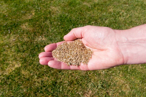 Man with a handful of grass seed - ready to sow on to patchy lawn area