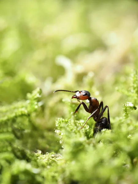 Red forest ant in the green moss, macro with copy space