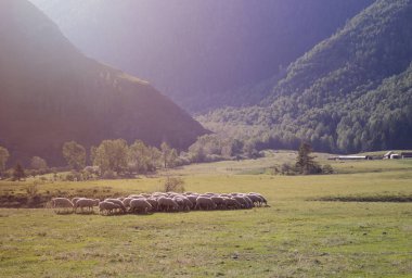Koyun sürüsü ile dağ manzarası