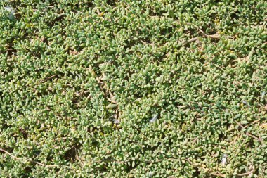 Tüyleri arka plan üst görünümü ile yeşil yaprakları