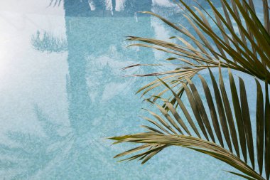 Su havuzu arka planda palmiye ağacı dalları, kopyalama alanı