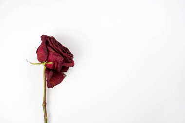 Beyaz arka planda kurumuş kırmızı gül. Üzüntü, kırık kalp konsepti. Yakın çekim, üst görünüm, boşluğu kopyala 