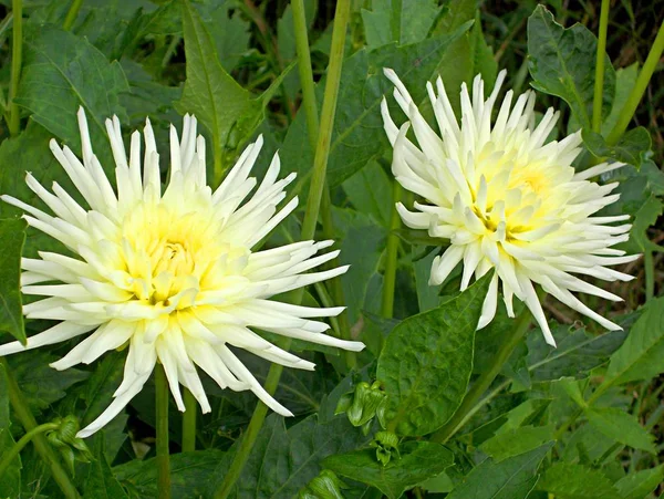 Crème Dahlia Tuin — Stockfoto