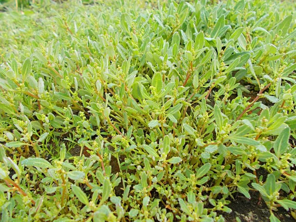 Çiy damlaları çimenlere düşer