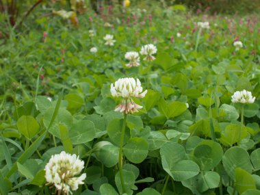 Beyaz yonca çiçek. Yaprakların yeşil halı. Yaz. Arka plan. Doku.