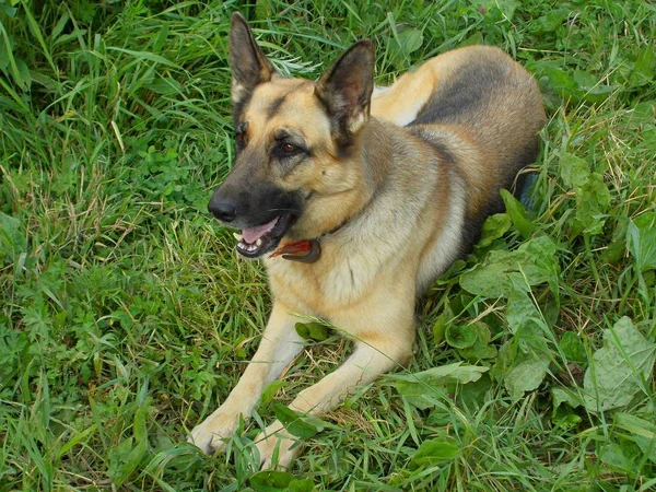 Alman Çoban Köpeği Yeşil Çim Üzerinde Yalan Köpek Gülümsüyor Yaz — Stok fotoğraf
