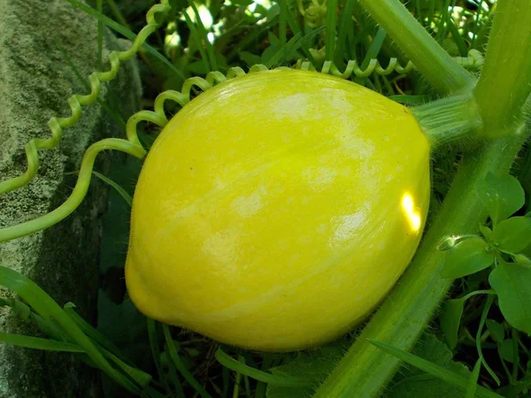 Runde Gelbe Helle Glänzende Zucchini Früchte Auf Grünem Hintergrund Und — Stockfoto