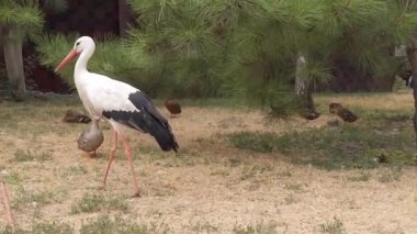 Büyük rhea, Güney Amerika 'nın doğusunda yaşayan uçamayan bir kuş türüdür. Rhea americana.