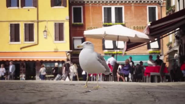 Seagull on the square — Stock Video