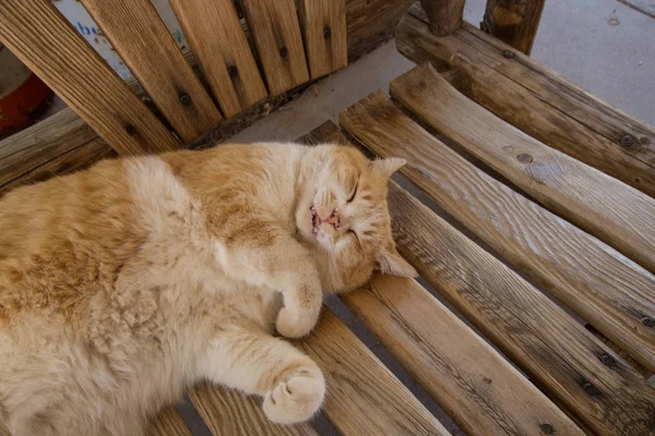 Pretty fat cat sleeping on a wooden bench