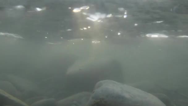 Υποβρύχια Βίντεο Από Μια Γρήγορη Ποταμού Ροή — Αρχείο Βίντεο