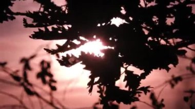 Gün batımı, sonbahar sezonu, kırmızı sahne ağaç dalları ile esen rüzgar